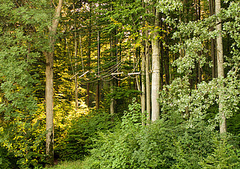 Der Hochseilgarten im Waldstück hinter dem Hotel