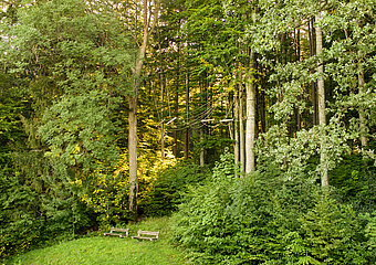 Der Hochseilgarten im Waldstück hinter dem Hotel